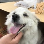 [강아지] 너무 예쁜 아이인데 유기견 입니다 ㅠ! 꼭 도와주세요