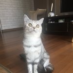 [드루와] 울고양이 <b>놀란</b> 표정 좀 보셈 ㅋㅋㅋㅋㅋ