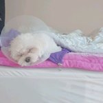 꼭봐주세요 강아지 복강경시술후 결과가 너무 어이없어요