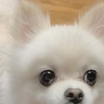 [댓글부탁해] 우리 강아지 애기 필터 봐 ㅋㅋㅋㅋㅋ