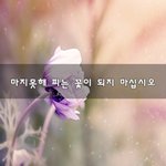 [꼭보세요] 마지못해 피는 꽃이 되지 마십시오~