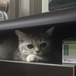 [드루와] 울고양이 표정 세상 <b>아련</b>함