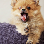 [강아지] <b>포</b>메라고 분양했는데 점점 커짐 ㅋㅋ..