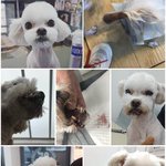 [가족] (사진혐오주의)((포항00000애견호텔링 후 턱뼈골절 입술찢어짐...