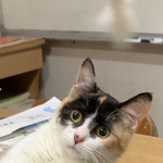 와 냥이들 <b>하품</b>할때 개무섭다