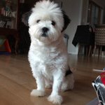 [강아지] <b>믹스</b>견 실사판 스누피인가 아닌가?!