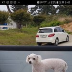 [강아지] <b>푸들</b>이라 문의가 없나봐요