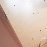 가정폭력 (사진 더럽습니다..)