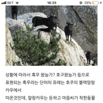 아 ㅆㅂ 이거 조카 웃기노