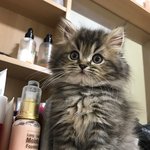 우리집 사랑냥이 둘 ❤️