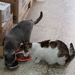 [고양이] 콩이와 흰둥이 [<b>외출</b>냥이] 입니다.