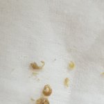 [극혐] 피어싱 뒤에 굳은 <b>진물</b>? 떼어냄