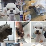 [강아지] 잠시만 읽어주세요...!!!