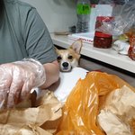 [강아지] <b>웰시</b>코기 살구는 자기가 사람인줄 알아요.