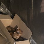 [고양이] 우리새식구생겼어용!(냥냥3탄)