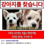 [댓글부탁해] 강아지 잃어벼렸어요..한번만 봐주세요