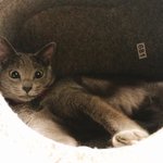 [고양이] 우리고양이도보고가세유
