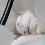 김<b>판</b><b>녀네</b> 햄스터 실시간
