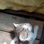 아기 고양이 구조할 방법 좀 알려주세요
