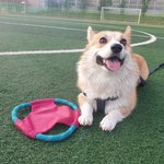 [강아지] <b>웰시</b>코기 살구 구경하세요!!