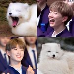 [프듀X] 북극여우를 닮은 연습생❣️❣️