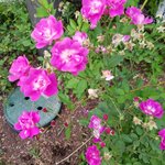 <b>노원역</b> 지나 영광교회 부근에서 찍은 꽃사진