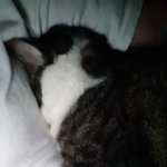 [고양이] 고양이가 날 닮아가..