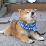 하루종일 <b>판들</b> 하느라 고생이 많다
