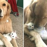 ㅁㅈ야 보고<b>시포</b>..