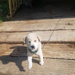 [강아지] <b>옴</b>으로 귀끝이 다 갈라진 꼬맹이