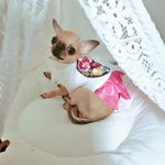 [00] 저의집 <b>치와와</b> 보고가세요