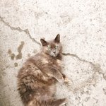 [고양이] 우리애들도 내눈엔 참 귀여운데...