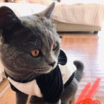 [고양이] 한때는 인기남였던 아재냥이;;(아~옛날이여)