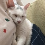 [고양이] 가정<b>불화</b>로 거리로 내몰렸던 고양이들 소식입니다
