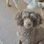 상문/푸들/남아/4살/3.5kg  <b>우직</b>한 상문이예요.