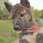 레이/진도견/여아/4개월  *앞발의 흰색<b>무늬</b>가 귀여운 아이예요