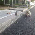 <b>휴게소</b>에버려진 강아지ㅜㅜ