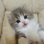 ㅁㅈ야 보고<b>시포</b>