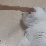 [고양이<b>일상</b>] 하-옹! 석봉도령 4탄