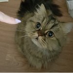 [고양이] 우리 <b>순둥이</b> 보고가세요