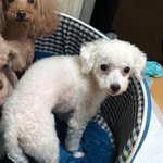 [강아지] 저희 애기가 실종 됐어요 ! 한번씩 보고 가주세요 !...