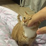 [고양이] 남자친구의 고양이 자랑 :)