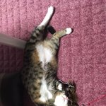 뭐라구욧!? 귀여운 고양이 자랑대회라구욧?!