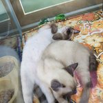 [고양이] <b>교배</b>용으로 있던 울냥이들