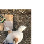 어제 베댓된 삼각 갈색귀가 포이트인 진도코기 '코찡'이예요 :3