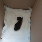 [고양이] 아깽이를 주웠어요