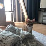 [고양이] 울집 아들들