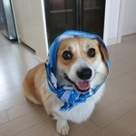 [강아지] 살구의 <b>성냥</b> 사세요~!