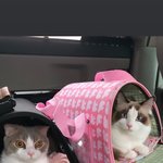 블핑 블랙핑크 <b>리사</b> 고양이들