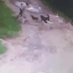 사람 잡아먹는 <b>개들</b>
